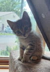 Pistachio Muffin *polydactyl*