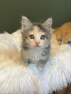 Praline