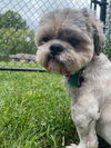 Gussy
