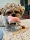 Gussy