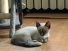 Giselle
