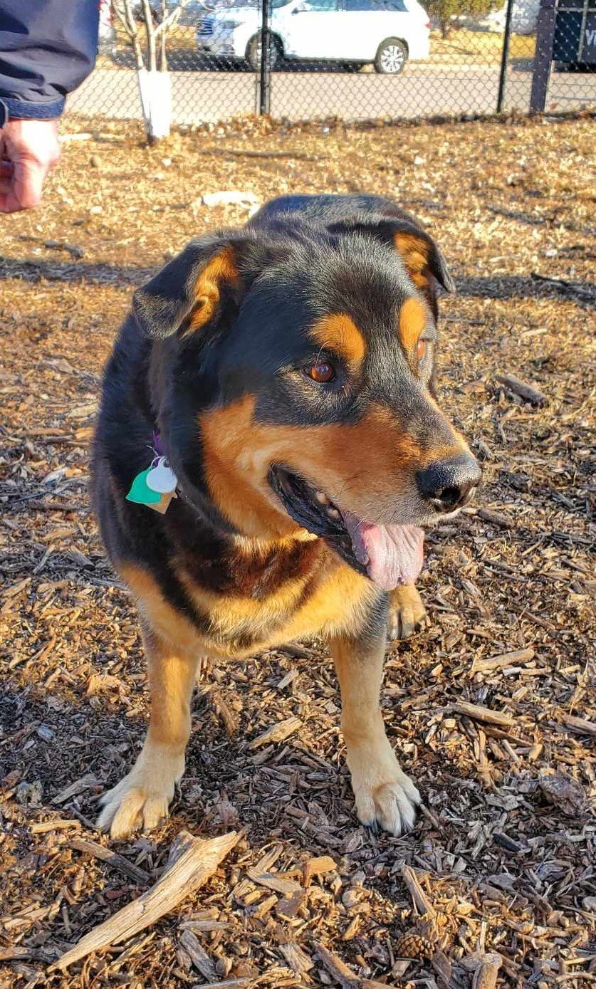 adoptable Dog in Minneapolis, MN named Kobe 