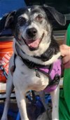 adoptable Dog in minneapolis, MN named Sadie *Wonderful Family Dog!*
