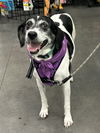 adoptable Dog in Minneapolis, MN named Sadie *I need a 6 foot fence or invisible fence*