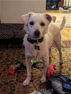 adoptable Dog in minneapolis, MN named Cricket **Foster Home Needed**
