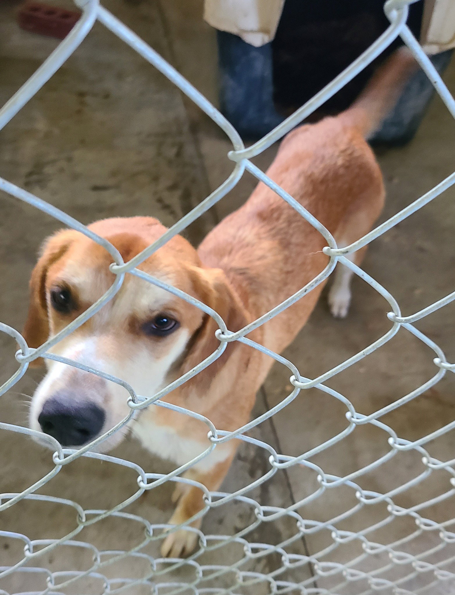 Dog for Adoption Andy *Help! I need a foster home!*, a Labrador
