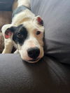 Pete