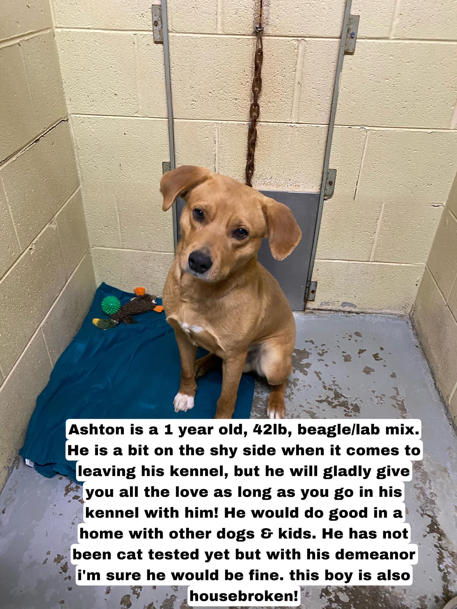 Dog for Adoption Ashton *FOSTER HOME NEEDED*, a Beagle in Roseville