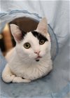 adoptable Cat in minneapolis, MN named Tippy