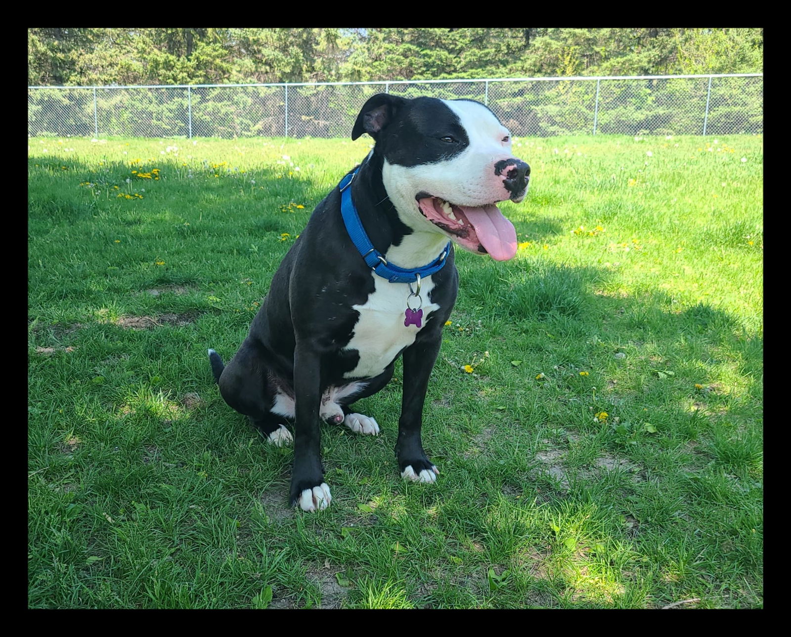 adoptable Dog in Minneapolis, MN named Vinny *FOSTER HOME NEEDED*