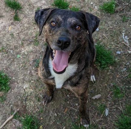 adoptable Dog in Minneapolis, MN named Nacho *FOSTER HOME NEEDED*