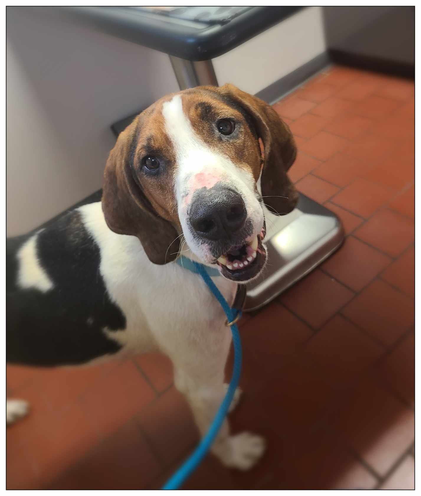 adoptable Dog in Minneapolis, MN named Forrest