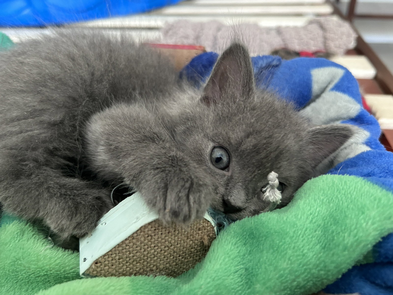Cats for Adoption in Anoka County, Minnesota Alpha Paw