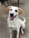 adoptable Dog in minneapolis, MN named Cheeto *Help! I need a foster home!*