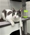 adoptable Cat in minneapolis, MN named Yeti