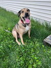 adoptable Dog in  named Lewis (Zeus) **Help! I need a foster home!***