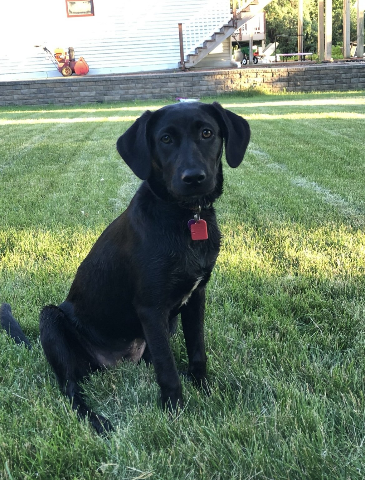 adoptable Dog in Minneapolis, MN named Greta