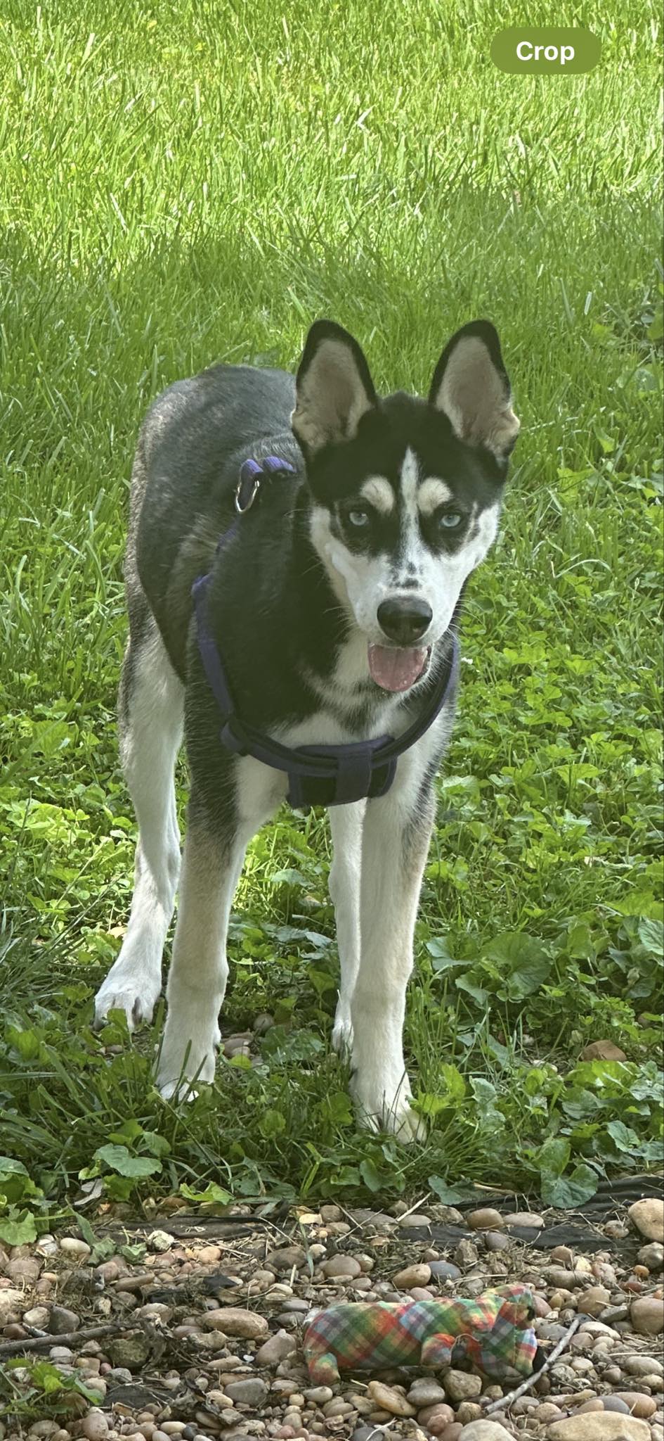 dog-for-adoption-zelda-help-i-need-a-foster-home-a-husky-in