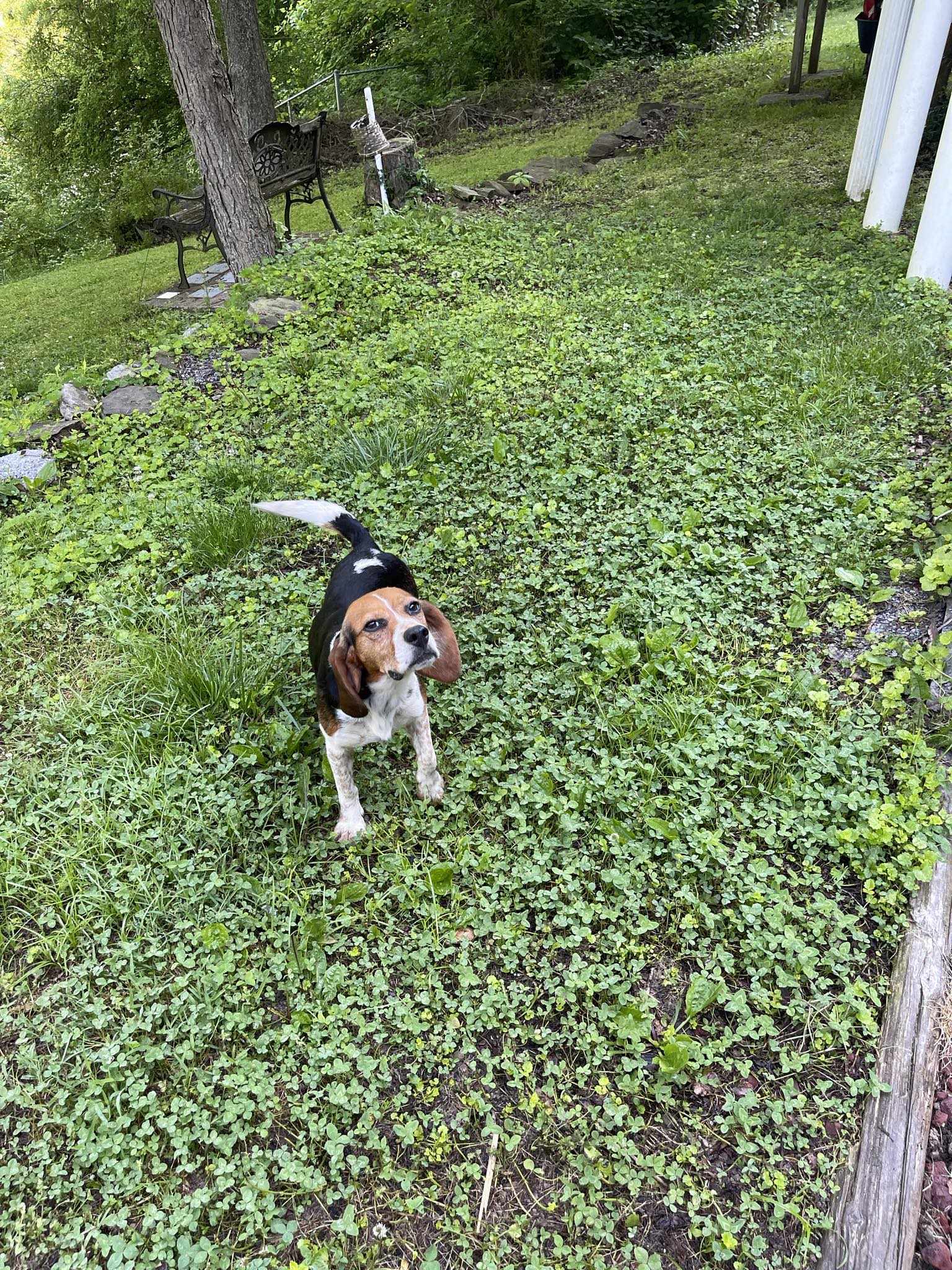 Dog for Adoption Poppy *Pregnant Mama, needs foster home*, a Beagle