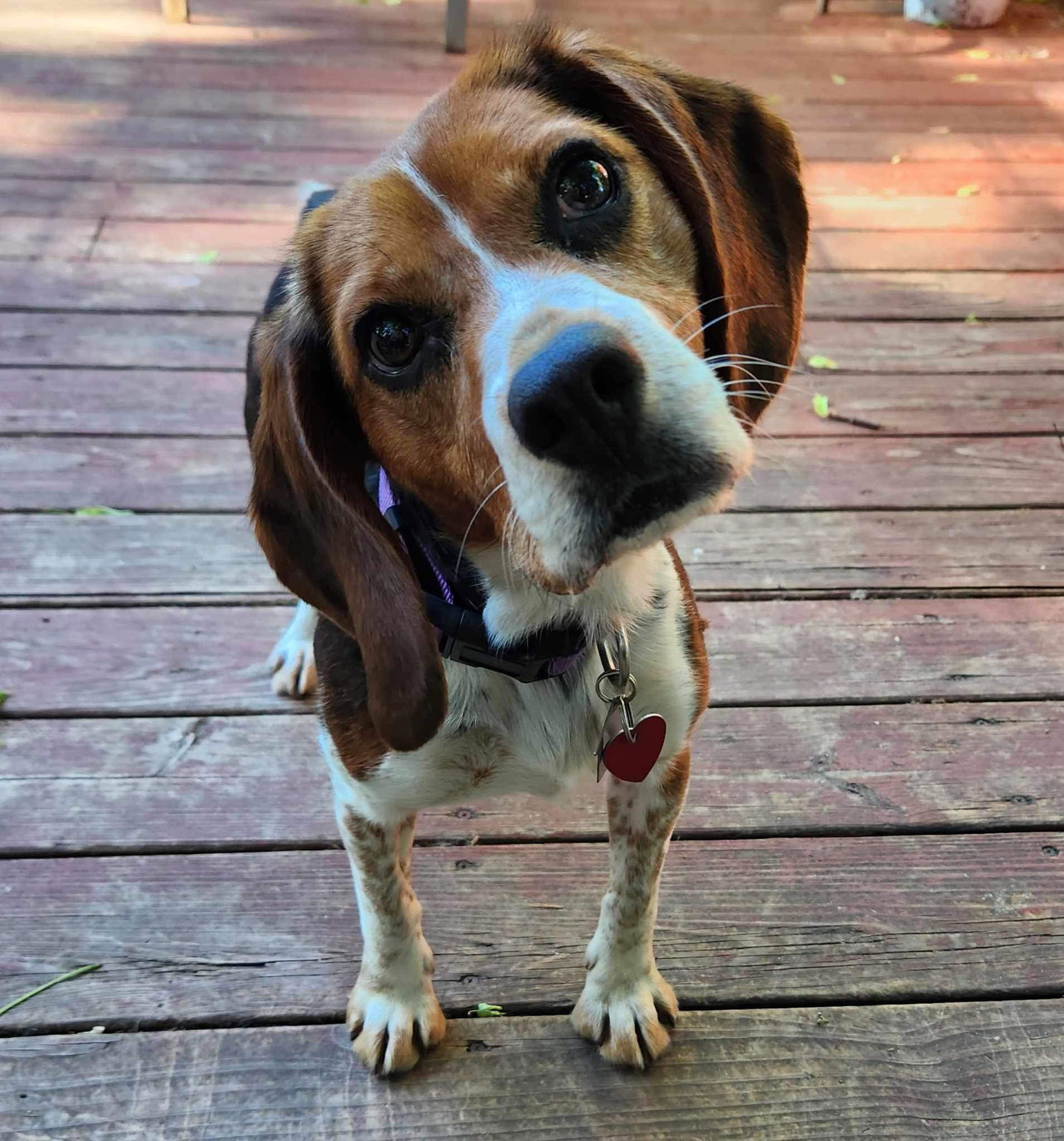 adoptable Dog in Minneapolis, MN named Poppy