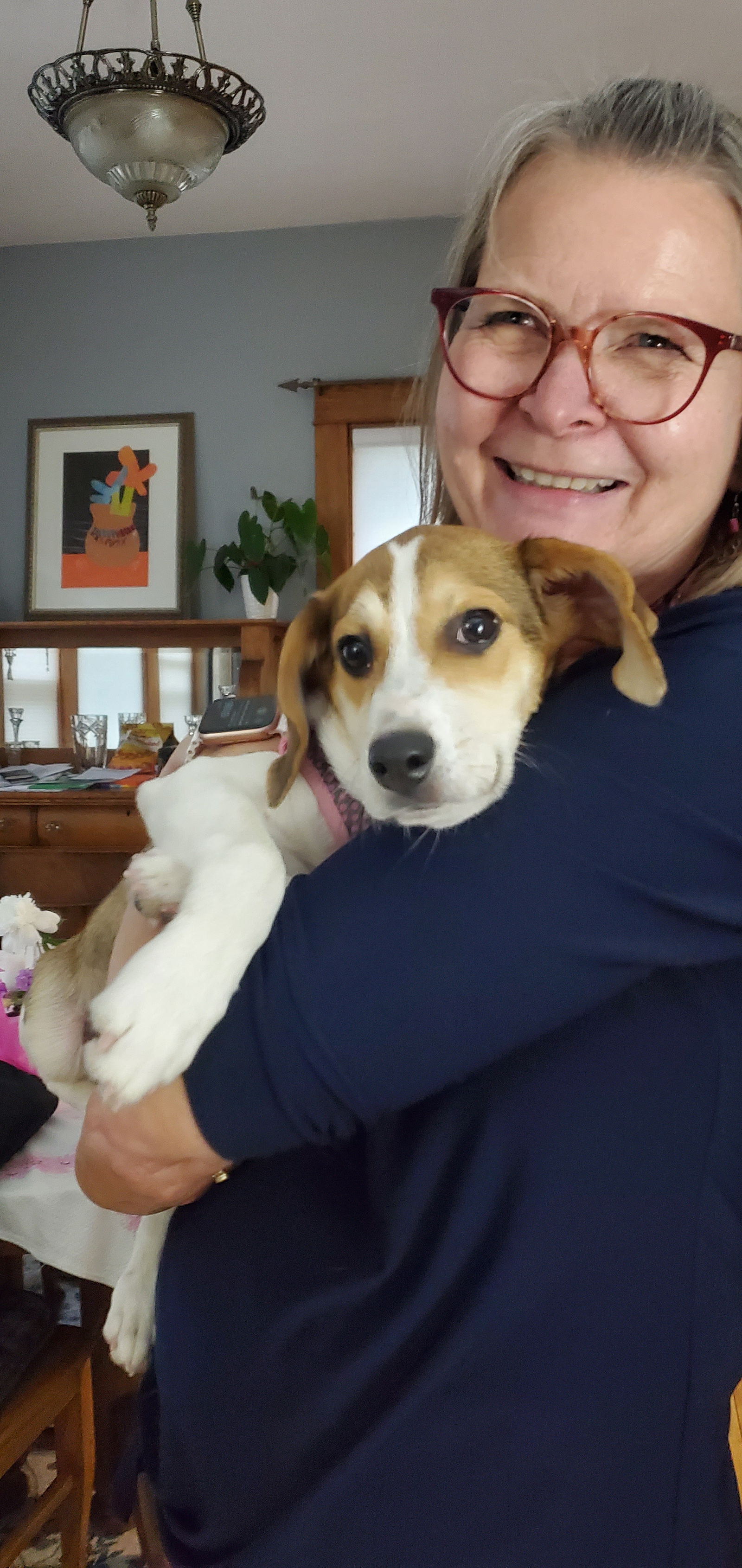 dog-for-adoption-lily-a-beagle-in-saint-louis-park-mn-alpha-paw