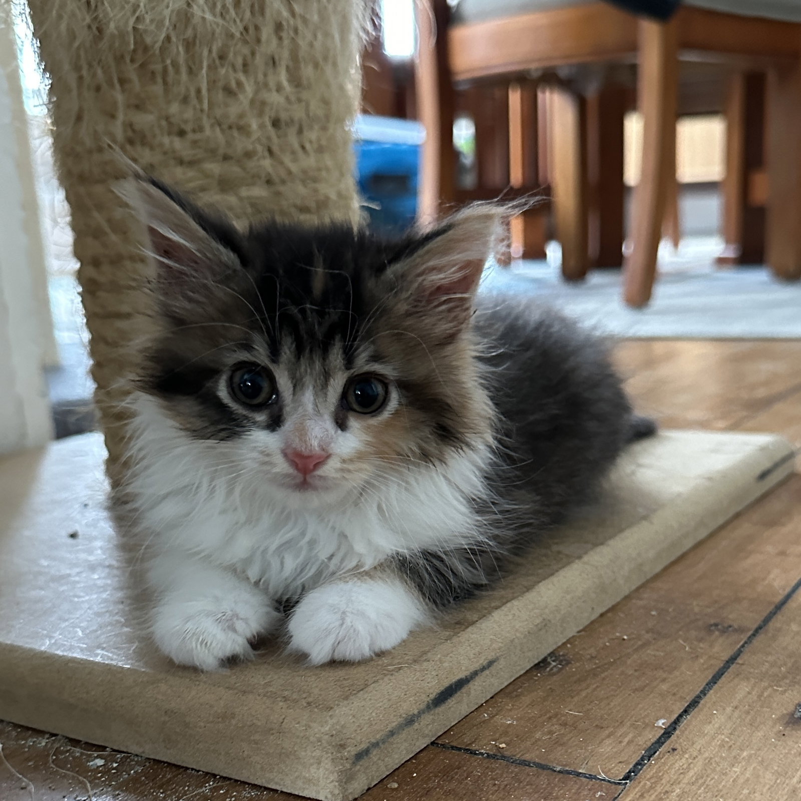 Cats for Adoption in Apple Valley, Minnesota | Alpha Paw