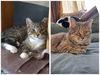 adoptable Cat in , MN named Nesta & Azriel