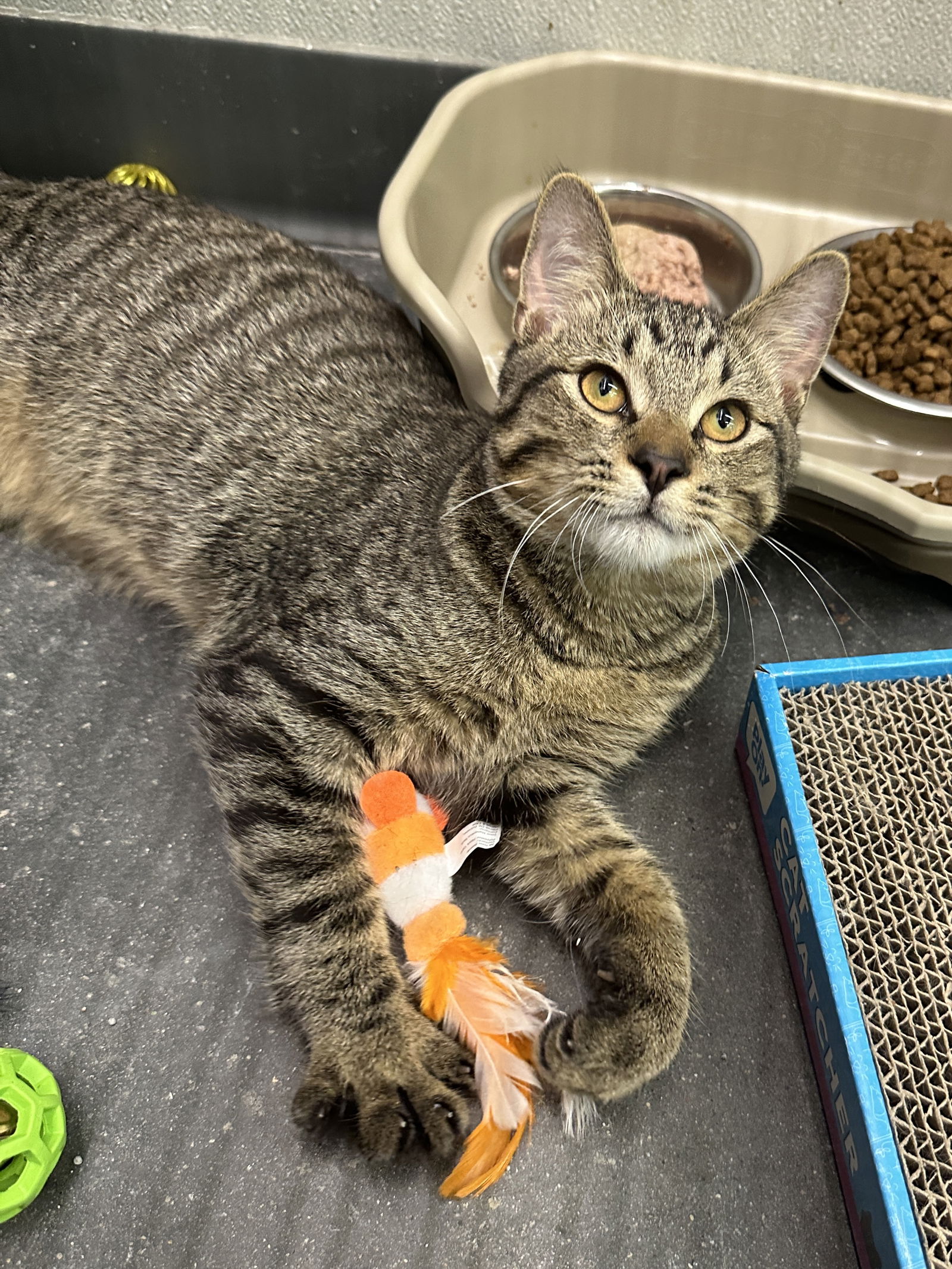 adoptable Cat in Minneapolis, MN named Lunchbox