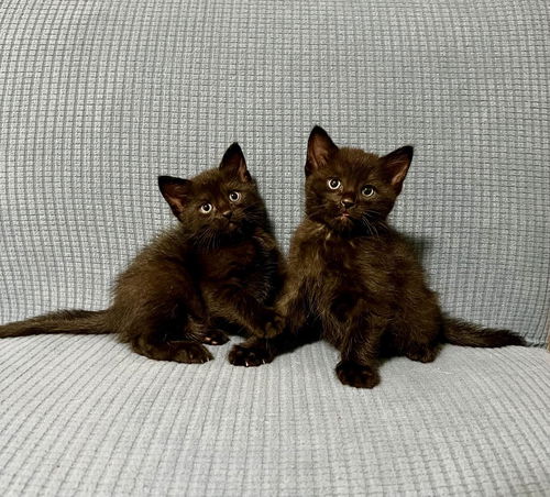 Pickles & Pepe