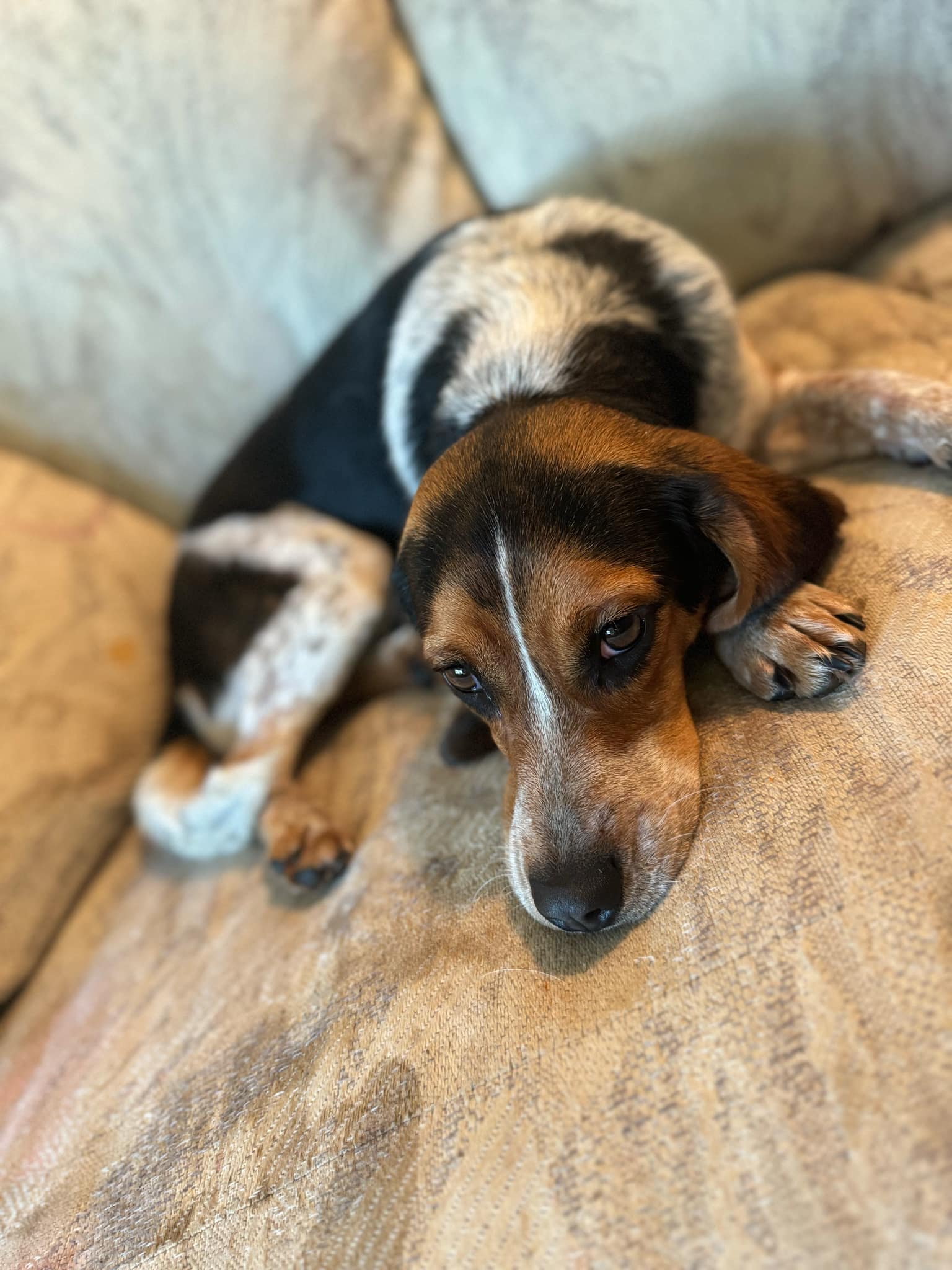 Dog for Adoption - Miss Pepper 