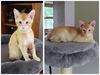 adoptable Cat in , MN named Skittles & Twix