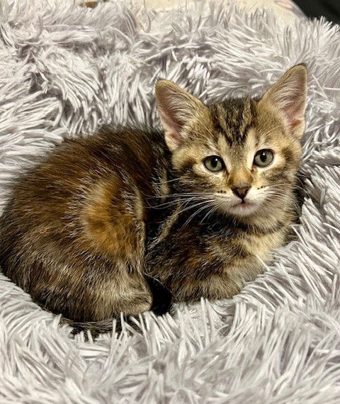 Priscilla