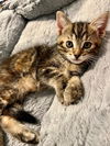 Priscilla
