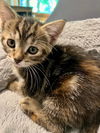 Priscilla