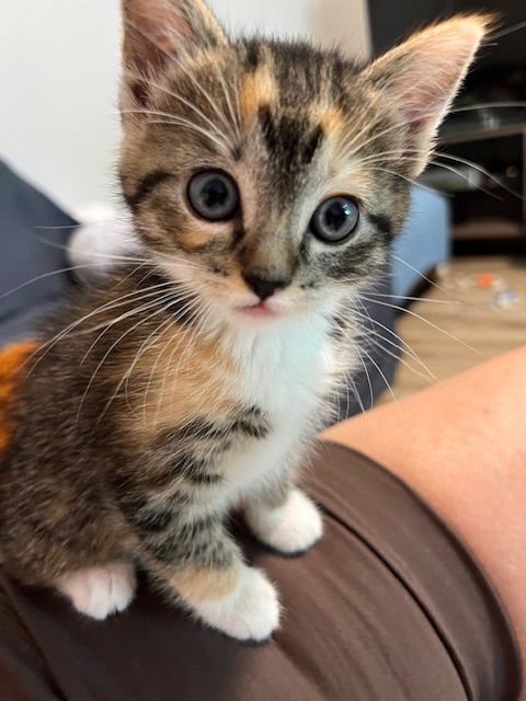 Poppy