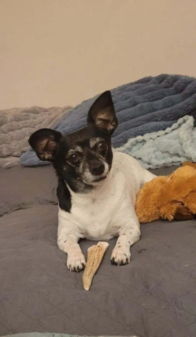 Maddie image 4