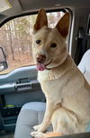 Winnie *FOSTER HOME NEEDED*