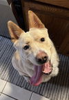 adoptable Dog in , MN named Winnie