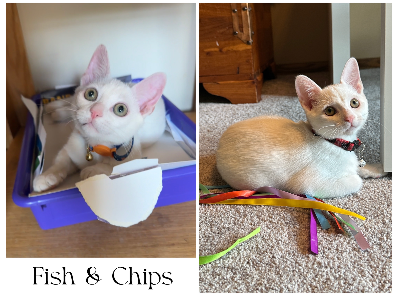 adoptable Cat in Minneapolis, MN named Fish & Chips