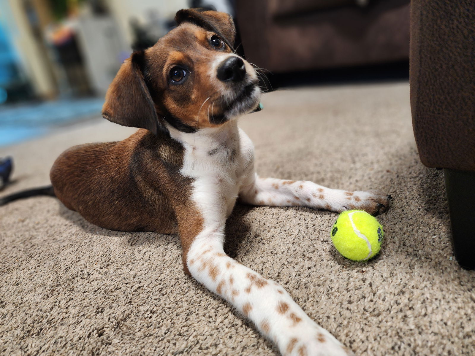 adoptable Dog in Minneapolis, MN named Finn