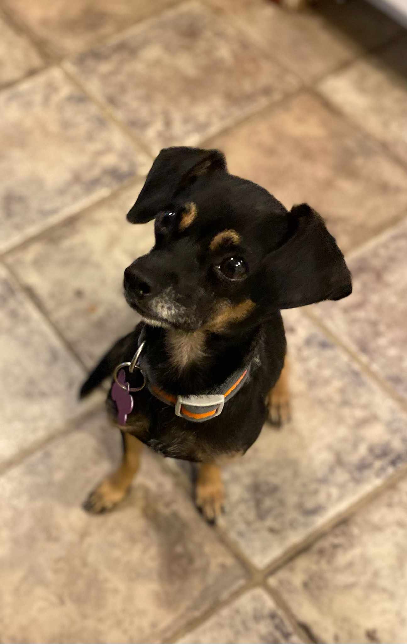 adoptable Dog in Minneapolis, MN named Chiwi