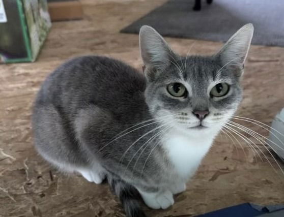 adoptable Cat in Minneapolis, MN named Rachel