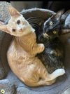 adoptable Cat in , MN named Alexis & Jo