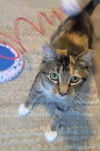 adoptable Cat in , MN named Bailey Cat