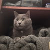 Kimberwick (FeLV+, FIV+)