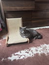 Kimberwick (FeLV+, FIV+)