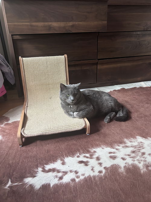 Kimberwick (FeLV+, FIV+)