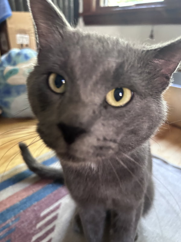 Kimberwick (FeLV+, FIV+)