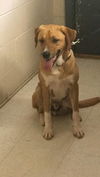 adoptable Dog in  named Buddy *Help! I need a foster home!*