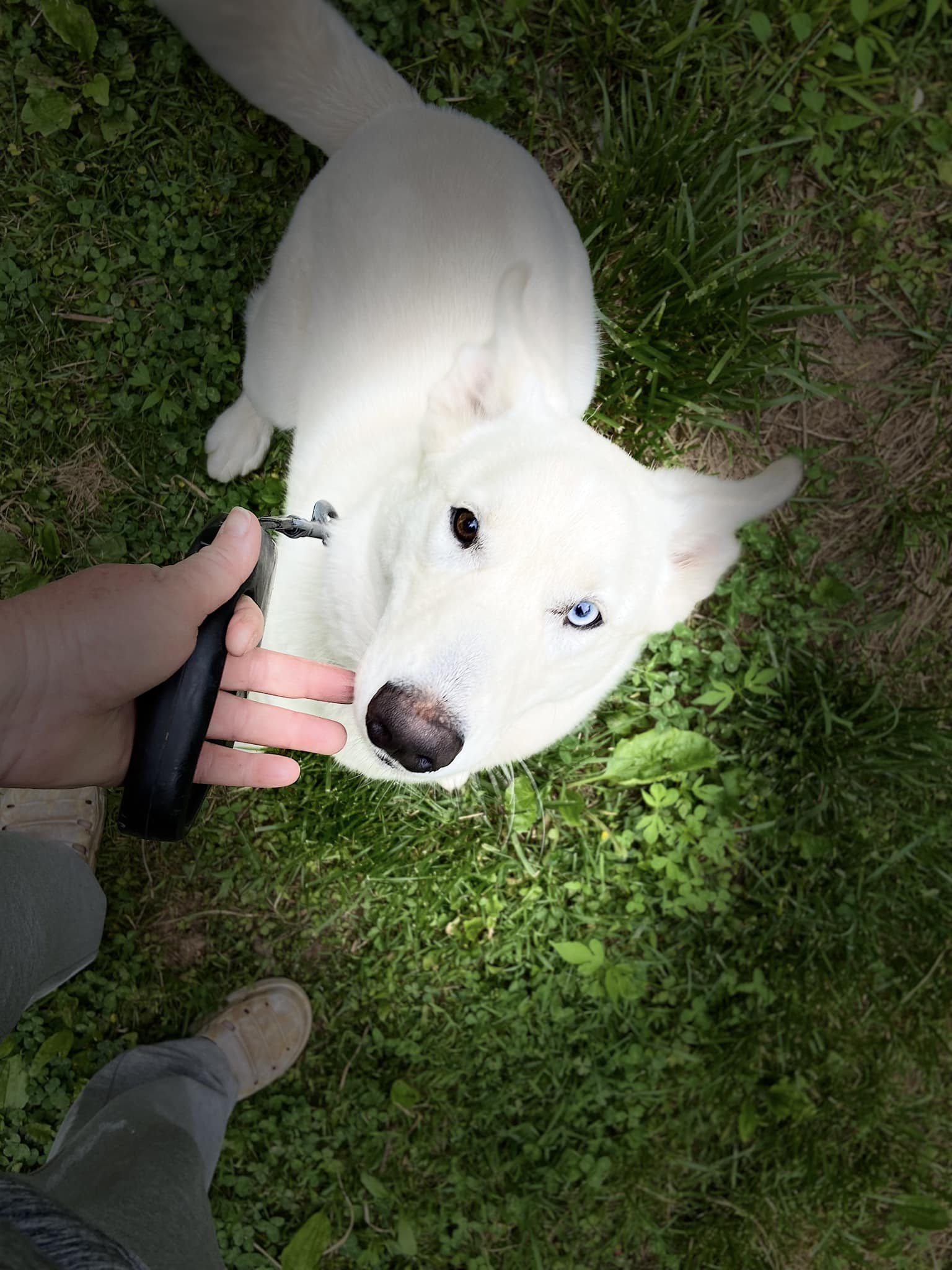 adoptable Dog in Minneapolis, MN named Rex *Help I need a foster home!*